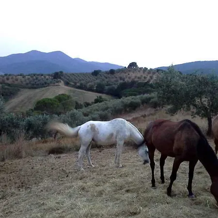 Montebelli & Country
