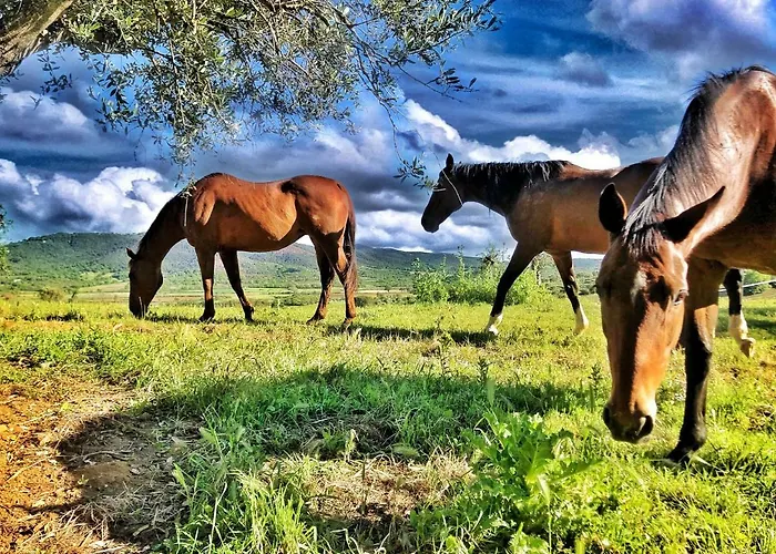 Montebelli & Country