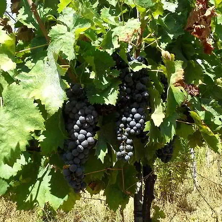 Montebelli & Country Caldana